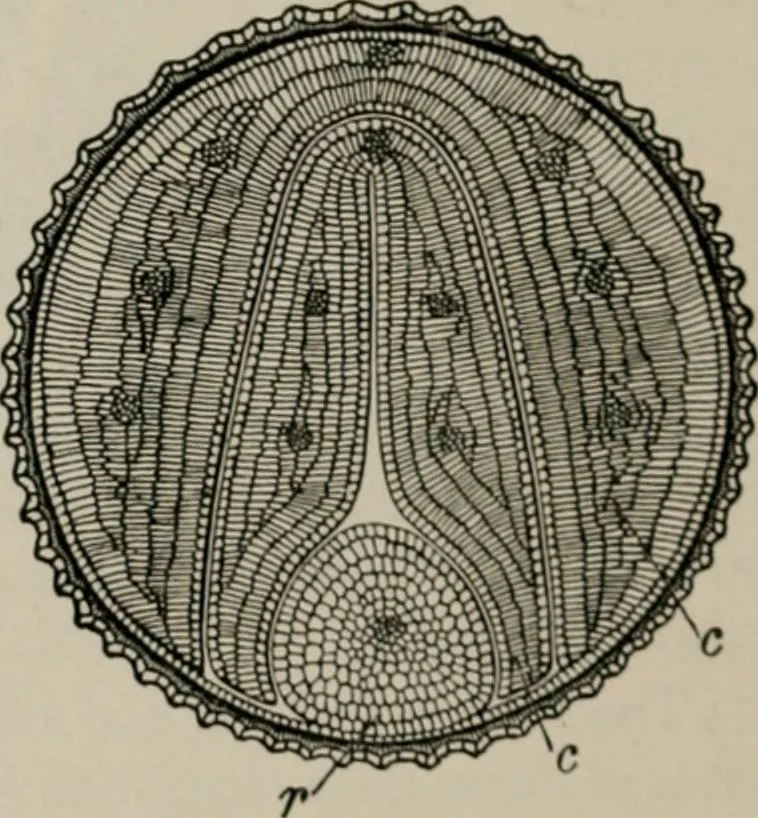 An illustration from The microscopy of vegetable foods, with special reference to the detection of adulteration and the diagnosis of mixtures, 1916, leaf 59