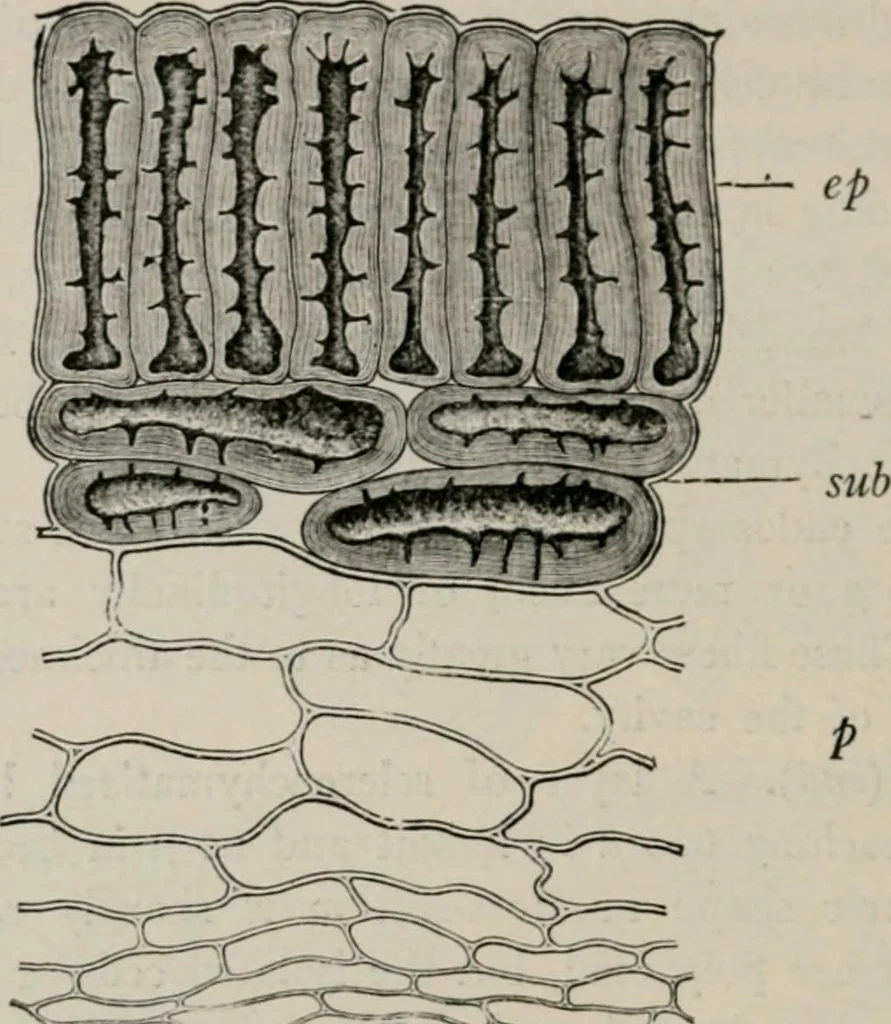 An illustration from The microscopy of vegetable foods, with special reference to the detection of adulteration and the diagnosis of mixtures, 1916, leaf 591