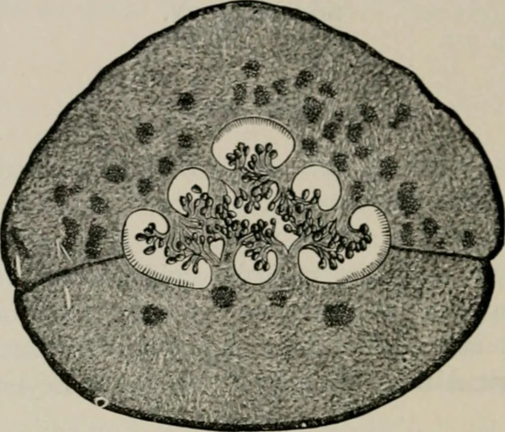 An illustration from The microscopy of vegetable foods, with special reference to the detection of adulteration and the diagnosis of mixtures, 1916, leaf 595
