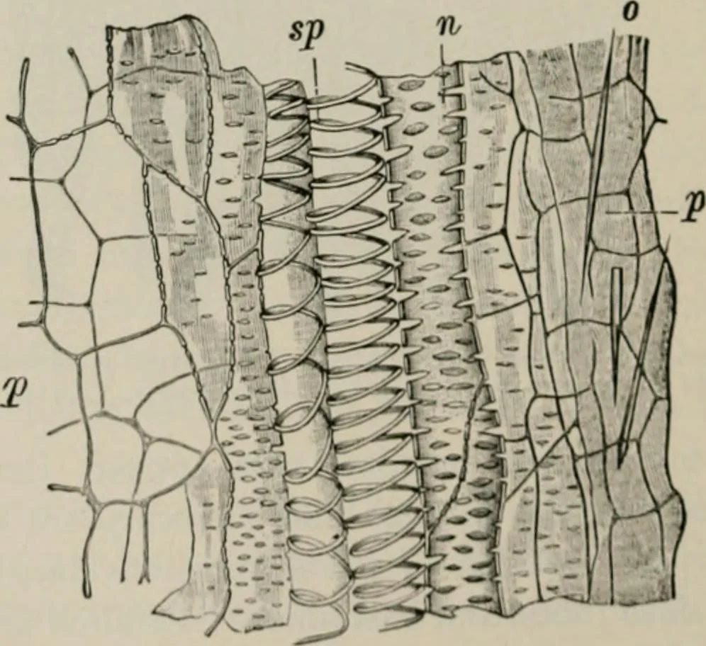An illustration from The microscopy of vegetable foods, with special reference to the detection of adulteration and the diagnosis of mixtures, 1916, leaf 597