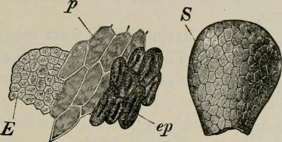 An illustration from The microscopy of vegetable foods, with special reference to the detection of adulteration and the diagnosis of mixtures, 1916, leaf 598