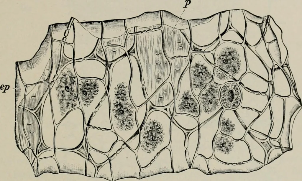 An illustration from The microscopy of vegetable foods, with special reference to the detection of adulteration and the diagnosis of mixtures, 1916, leaf 600