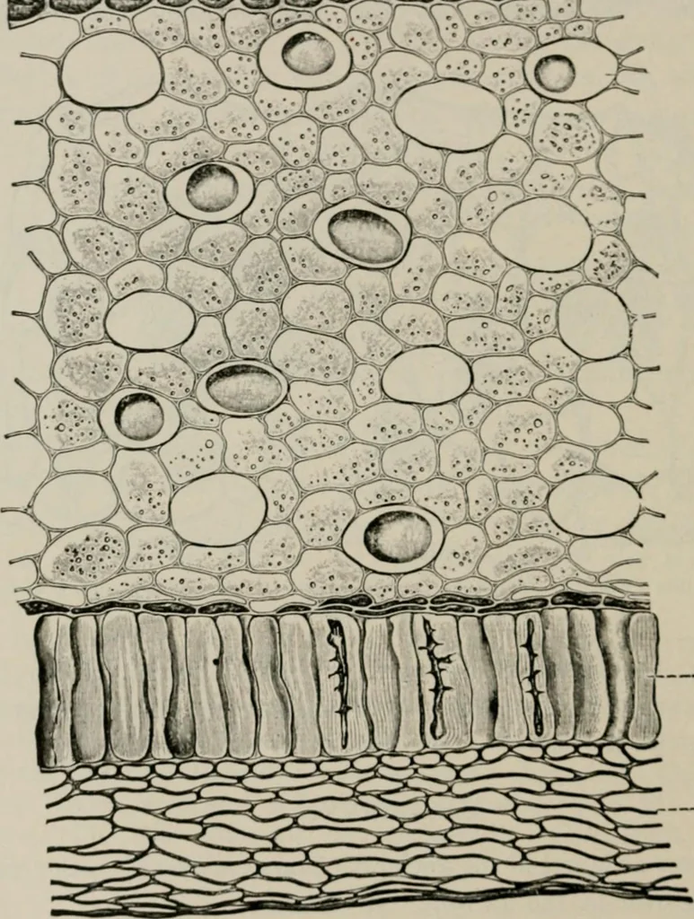 An illustration from The microscopy of vegetable foods, with special reference to the detection of adulteration and the diagnosis of mixtures, 1916, leaf 601