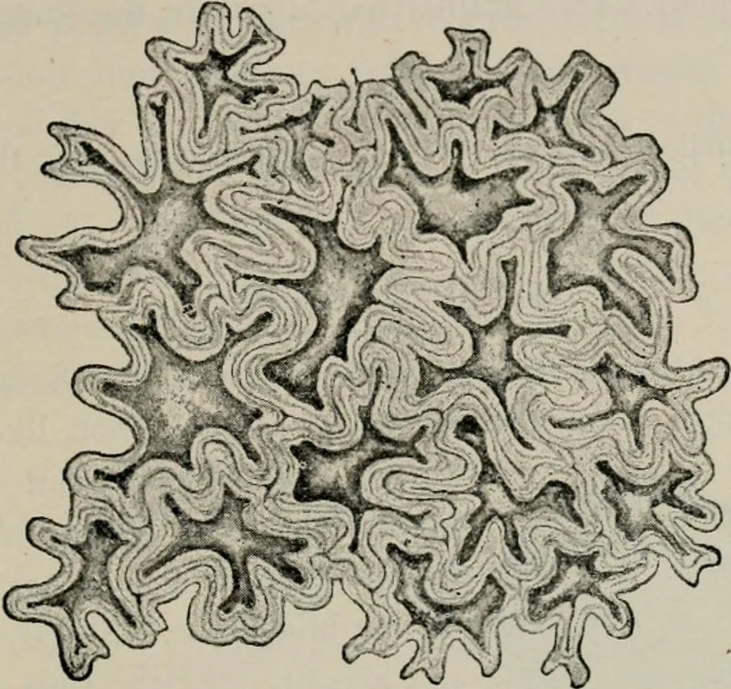An illustration from The microscopy of vegetable foods, with special reference to the detection of adulteration and the diagnosis of mixtures, 1916, leaf 602