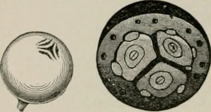 An illustration from The microscopy of vegetable foods, with special reference to the detection of adulteration and the diagnosis of mixtures, 1916, leaf 603