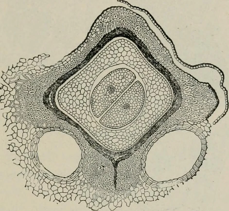 An illustration from The microscopy of vegetable foods, with special reference to the detection of adulteration and the diagnosis of mixtures, 1916, leaf 604