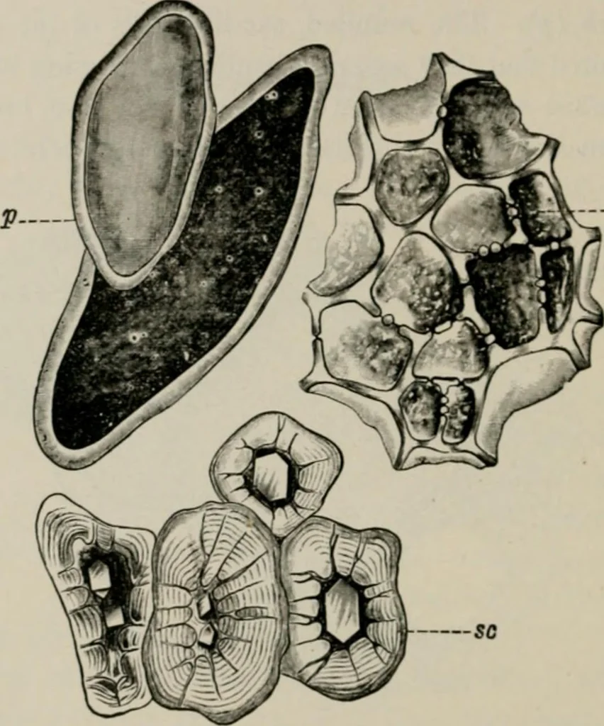 An illustration from The microscopy of vegetable foods, with special reference to the detection of adulteration and the diagnosis of mixtures, 1916, leaf 605