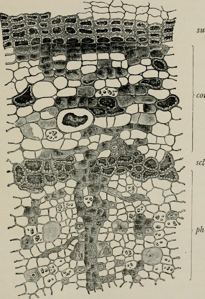 An illustration from The microscopy of vegetable foods, with special reference to the detection of adulteration and the diagnosis of mixtures, 1916, leaf 608