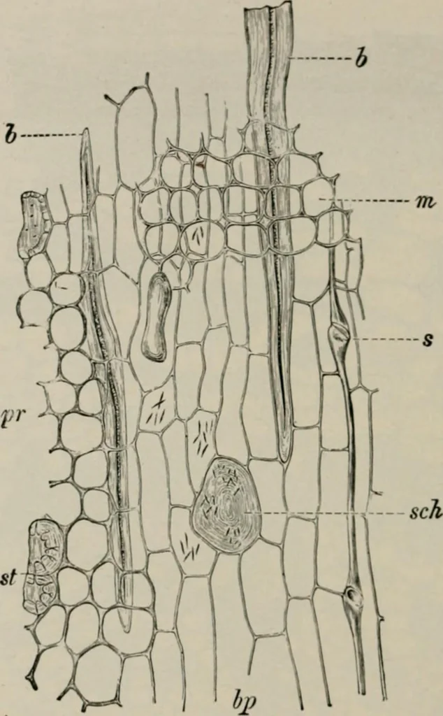 An illustration from The microscopy of vegetable foods, with special reference to the detection of adulteration and the diagnosis of mixtures, 1916, leaf 609