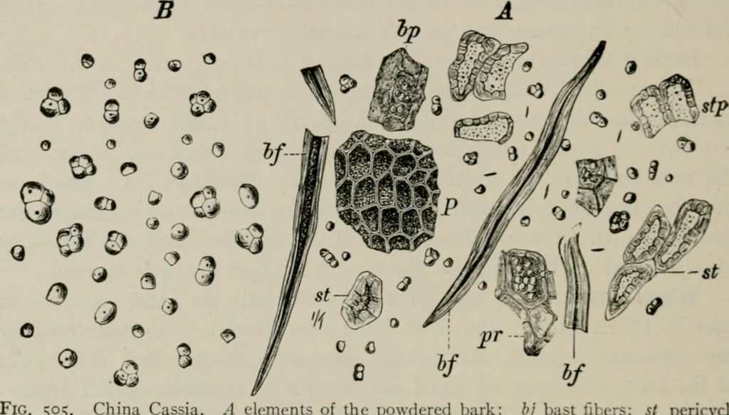 An illustration from The microscopy of vegetable foods, with special reference to the detection of adulteration and the diagnosis of mixtures, 1916, leaf 611