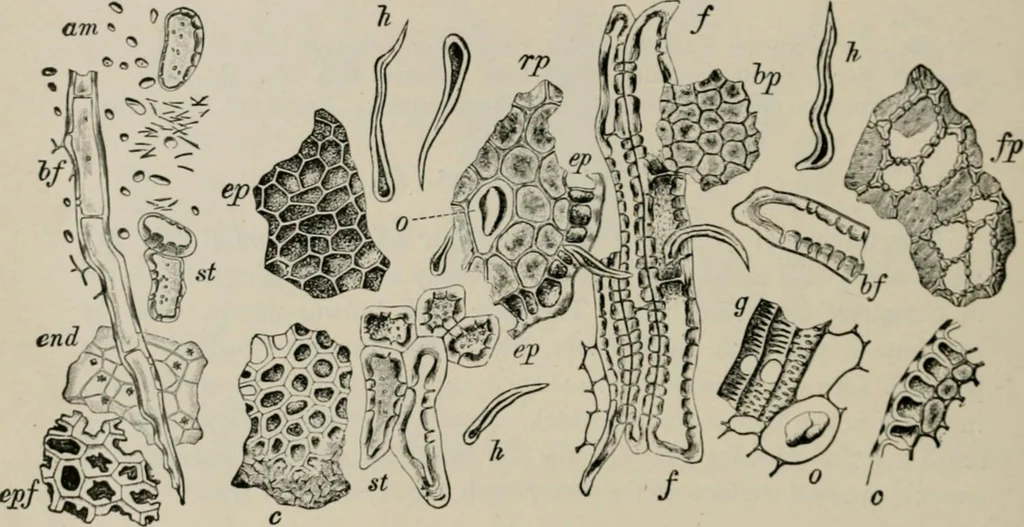 An illustration from The microscopy of vegetable foods, with special reference to the detection of adulteration and the diagnosis of mixtures, 1916, leaf 613