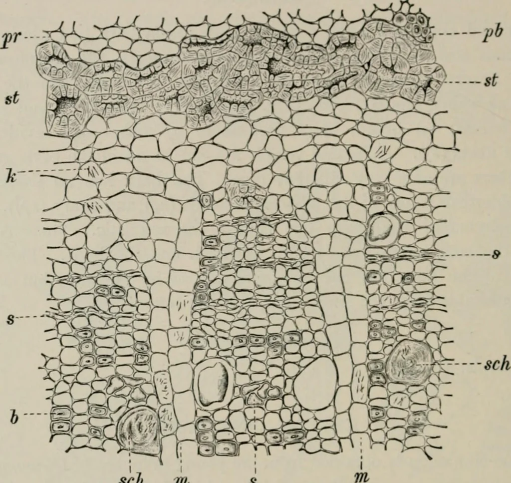 An illustration from The microscopy of vegetable foods, with special reference to the detection of adulteration and the diagnosis of mixtures, 1916, leaf 615