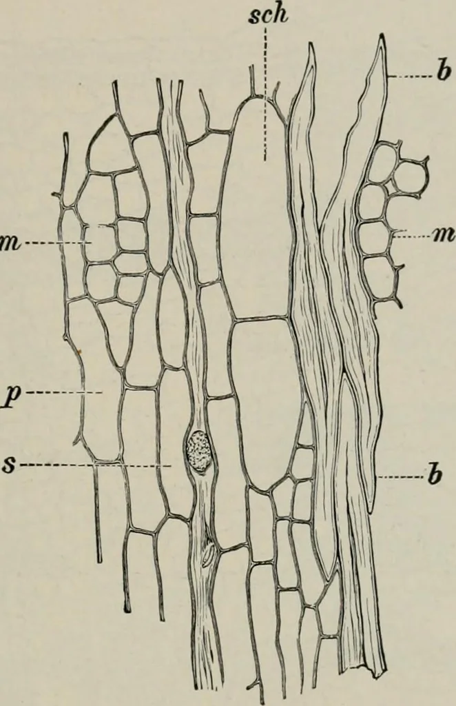 An illustration from The microscopy of vegetable foods, with special reference to the detection of adulteration and the diagnosis of mixtures, 1916, leaf 616