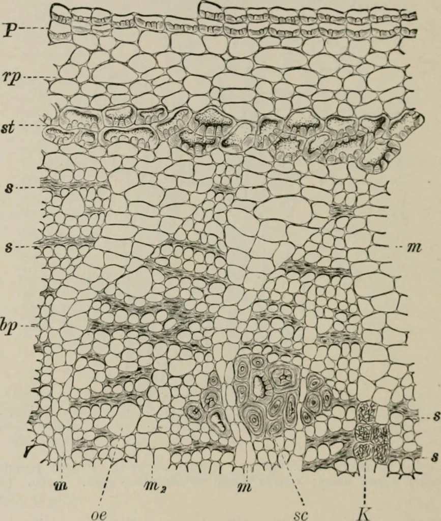 An illustration from The microscopy of vegetable foods, with special reference to the detection of adulteration and the diagnosis of mixtures, 1916, leaf 617