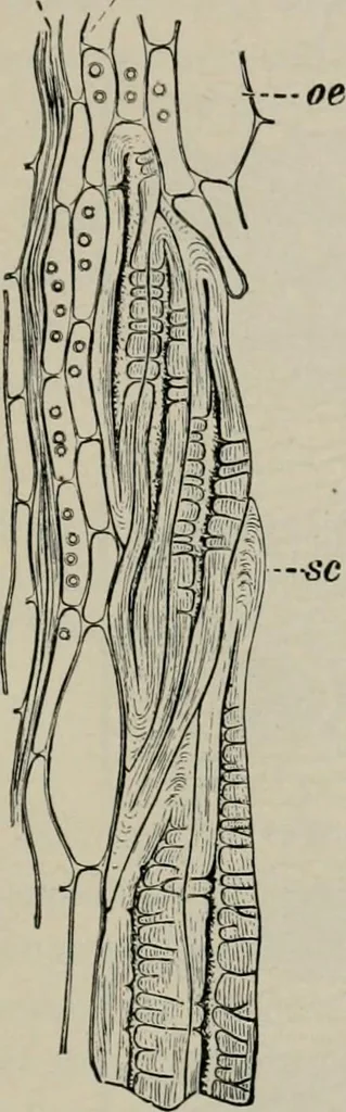 An illustration from The microscopy of vegetable foods, with special reference to the detection of adulteration and the diagnosis of mixtures, 1916, leaf 618