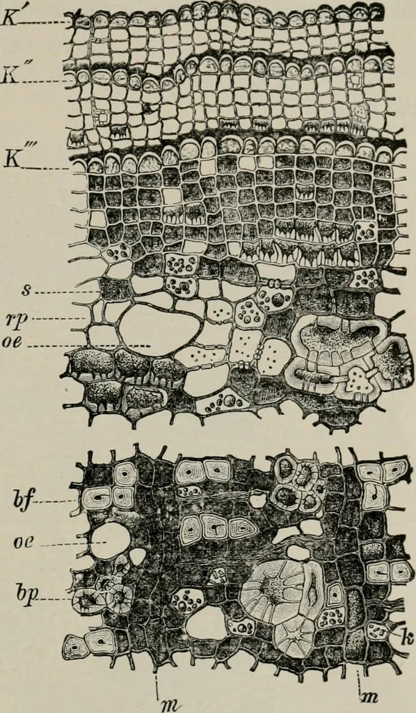 An illustration from The microscopy of vegetable foods, with special reference to the detection of adulteration and the diagnosis of mixtures, 1916, leaf 618