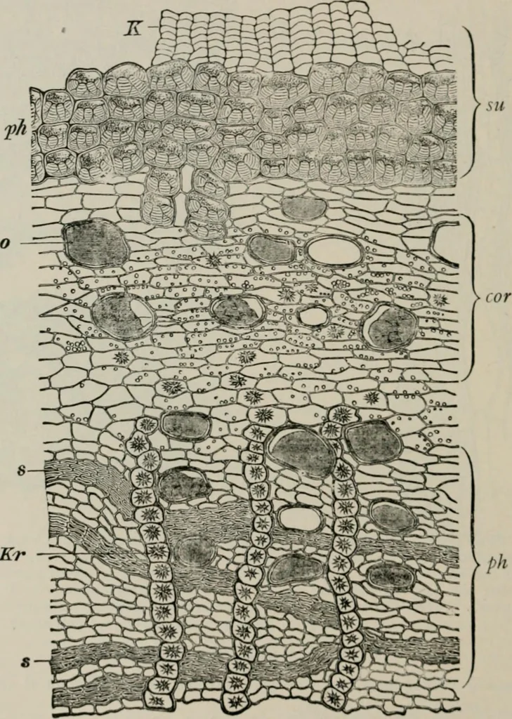 An illustration from The microscopy of vegetable foods, with special reference to the detection of adulteration and the diagnosis of mixtures, 1916, leaf 619