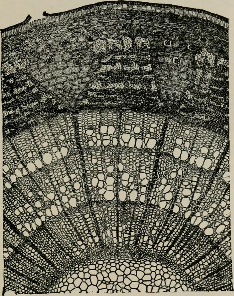 An illustration from The microscopy of vegetable foods, with special reference to the detection of adulteration and the diagnosis of mixtures, 1916, leaf 62