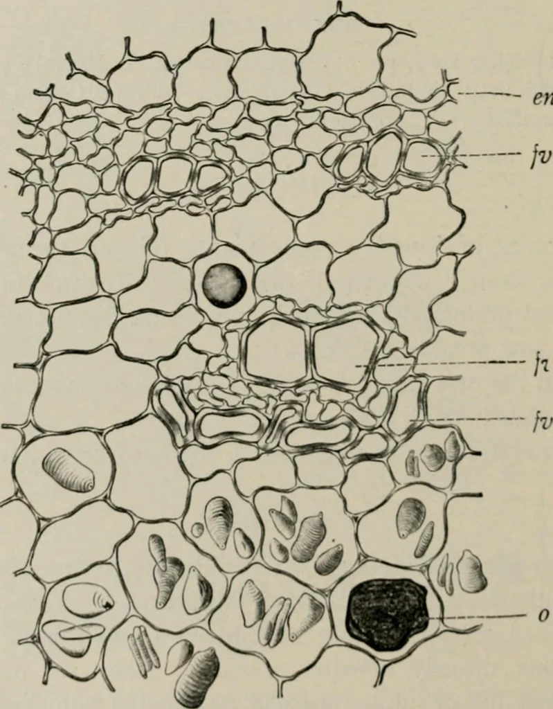 An illustration from The microscopy of vegetable foods, with special reference to the detection of adulteration and the diagnosis of mixtures, 1916, leaf 621