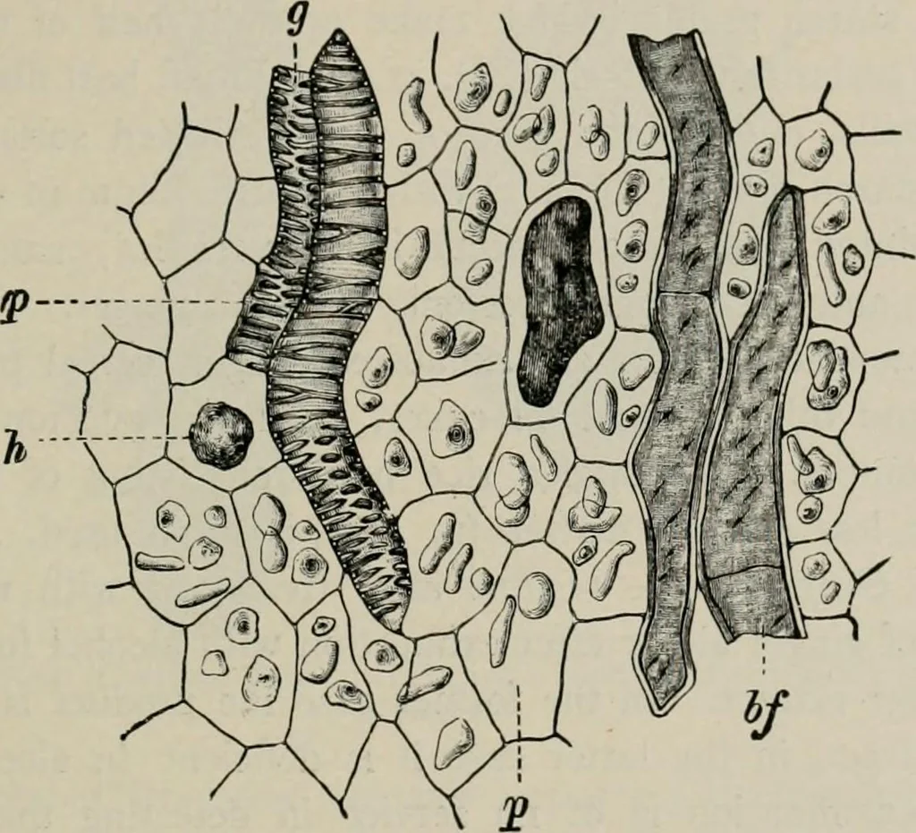 An illustration from The microscopy of vegetable foods, with special reference to the detection of adulteration and the diagnosis of mixtures, 1916, leaf 622