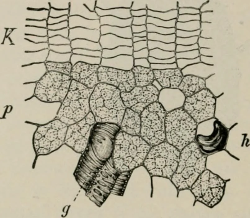 An illustration from The microscopy of vegetable foods, with special reference to the detection of adulteration and the diagnosis of mixtures, 1916, leaf 625