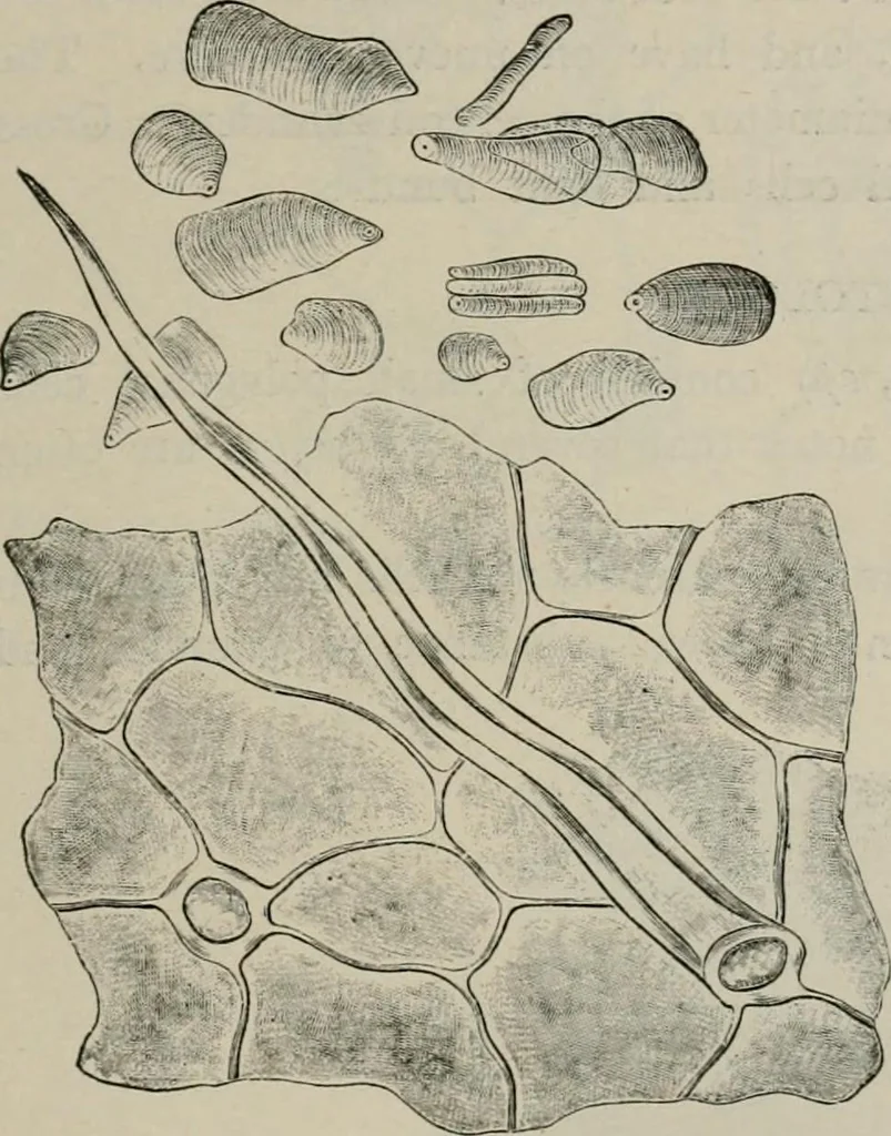 An illustration from The microscopy of vegetable foods, with special reference to the detection of adulteration and the diagnosis of mixtures, 1916, leaf 626