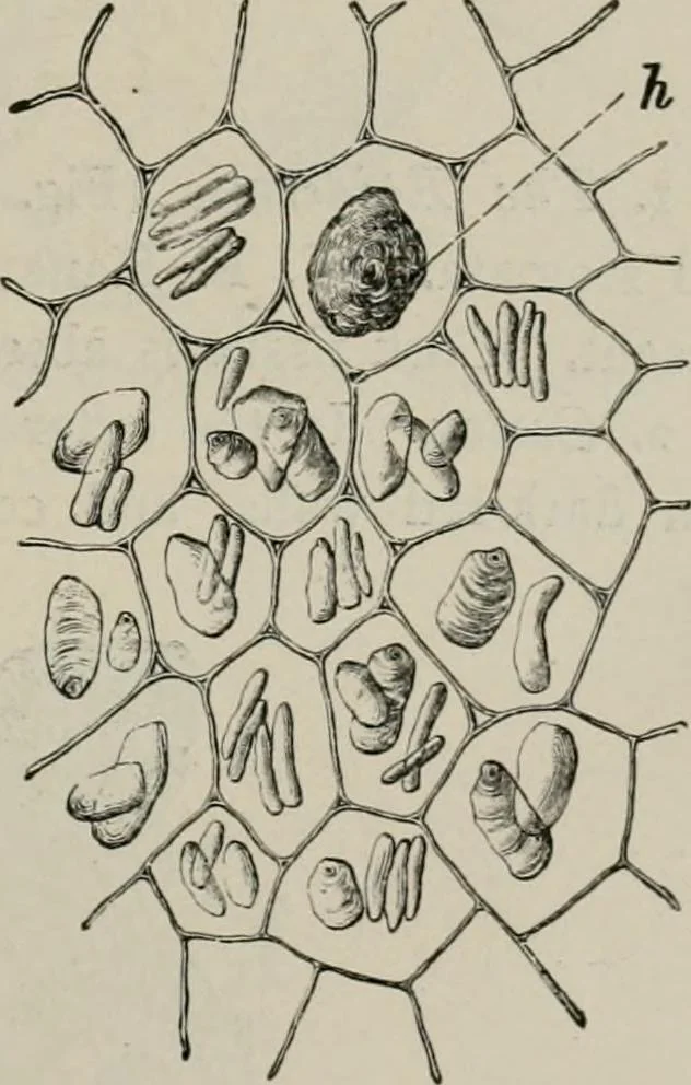 An illustration from The microscopy of vegetable foods, with special reference to the detection of adulteration and the diagnosis of mixtures, 1916, leaf 626
