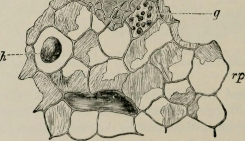 An illustration from The microscopy of vegetable foods, with special reference to the detection of adulteration and the diagnosis of mixtures, 1916, leaf 627