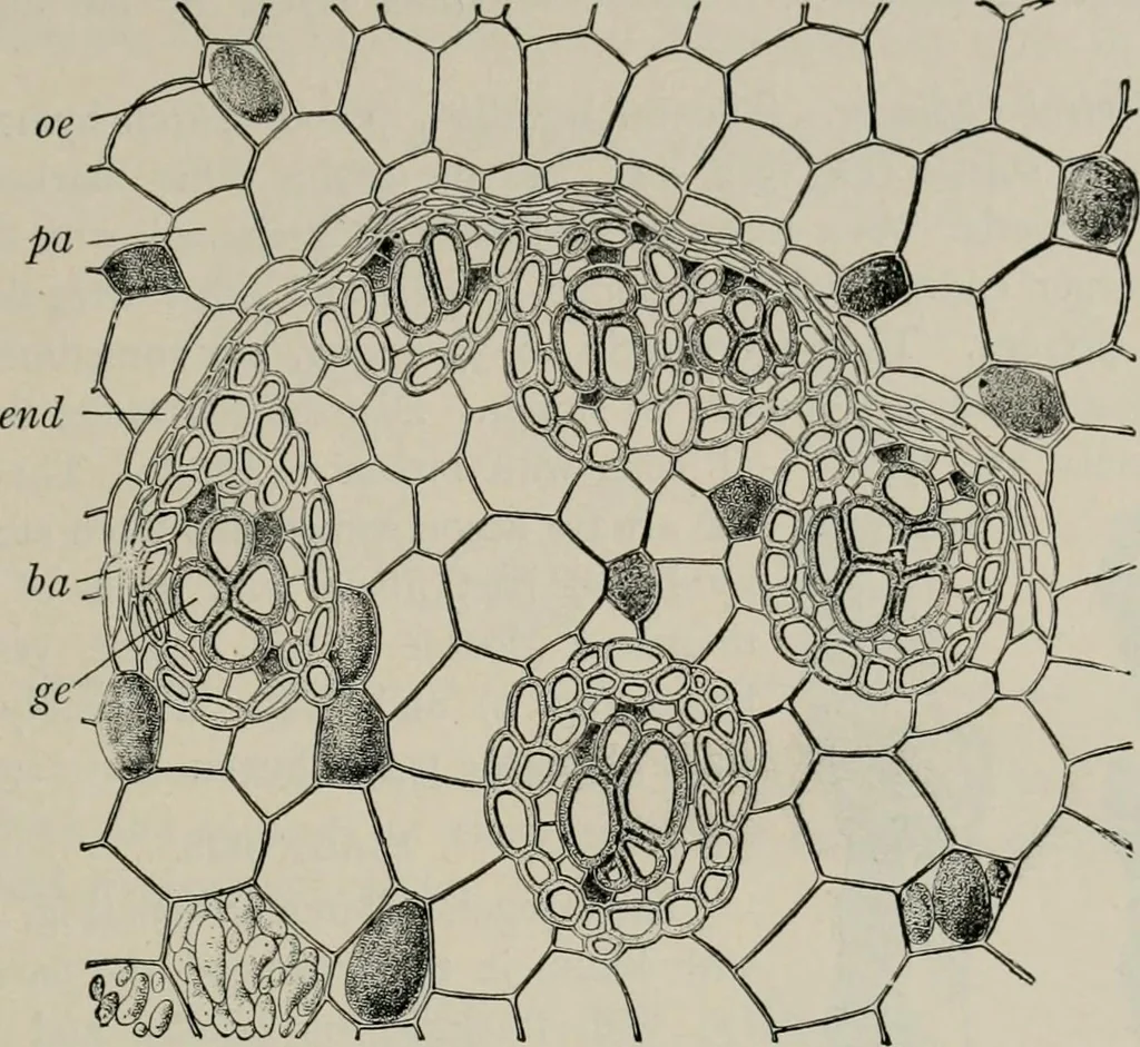 An illustration from The microscopy of vegetable foods, with special reference to the detection of adulteration and the diagnosis of mixtures, 1916, leaf 628
