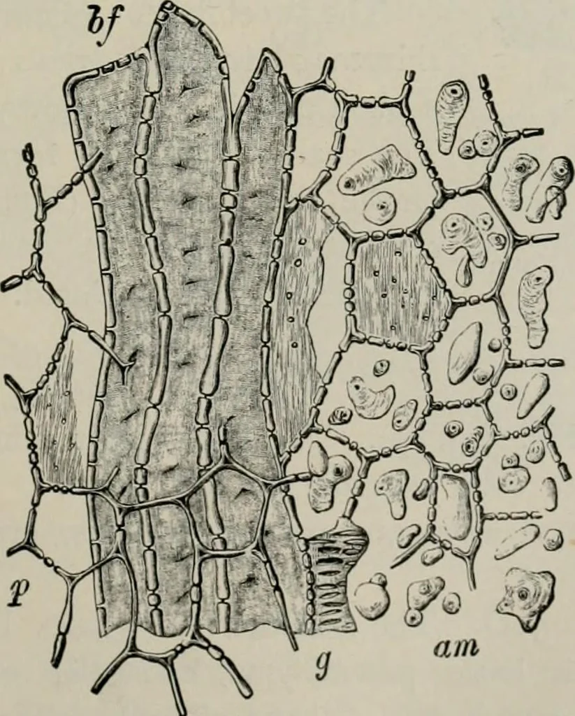 An illustration from The microscopy of vegetable foods, with special reference to the detection of adulteration and the diagnosis of mixtures, 1916, leaf 628