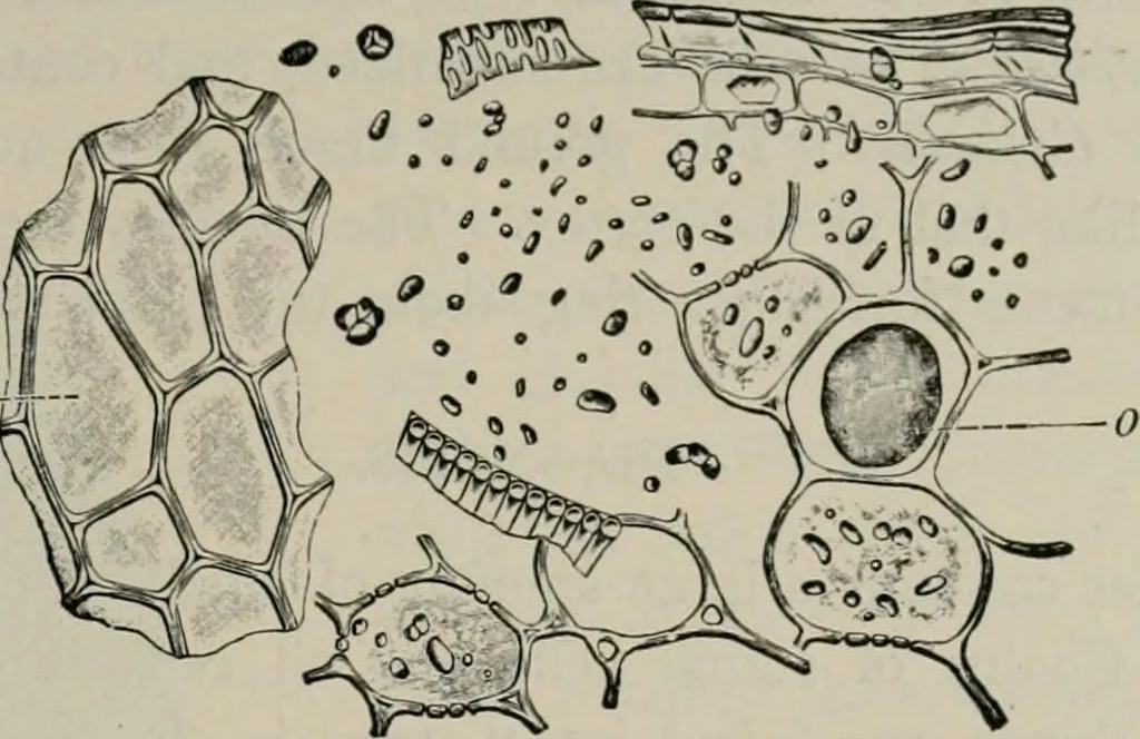 An illustration from The microscopy of vegetable foods, with special reference to the detection of adulteration and the diagnosis of mixtures, 1916, leaf 630