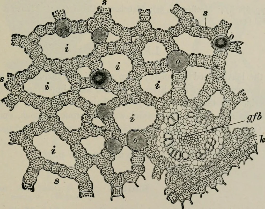 An illustration from The microscopy of vegetable foods, with special reference to the detection of adulteration and the diagnosis of mixtures, 1916, leaf 630