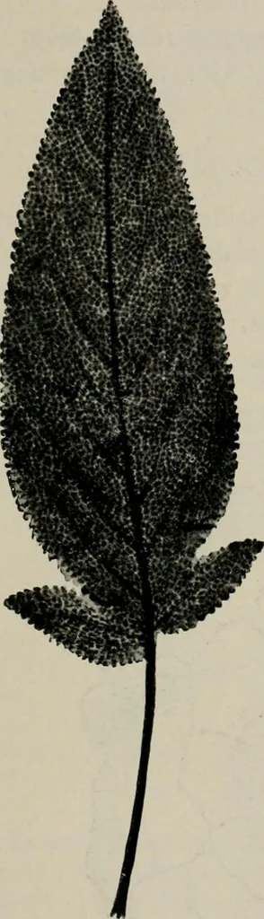 An illustration from The microscopy of vegetable foods, with special reference to the detection of adulteration and the diagnosis of mixtures, 1916, leaf 632