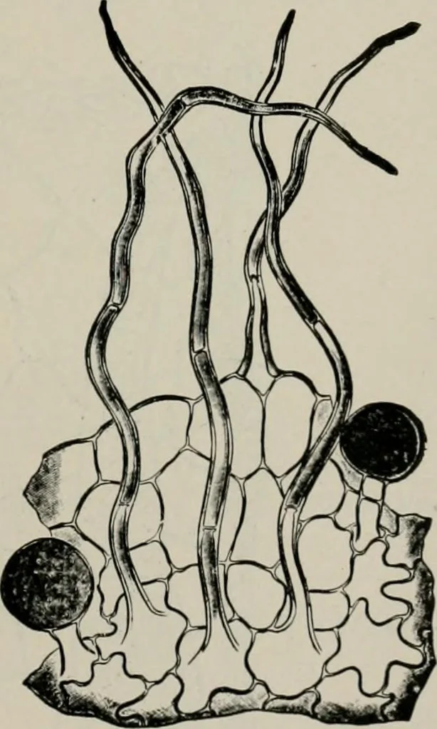 An illustration from The microscopy of vegetable foods, with special reference to the detection of adulteration and the diagnosis of mixtures, 1916, leaf 632
