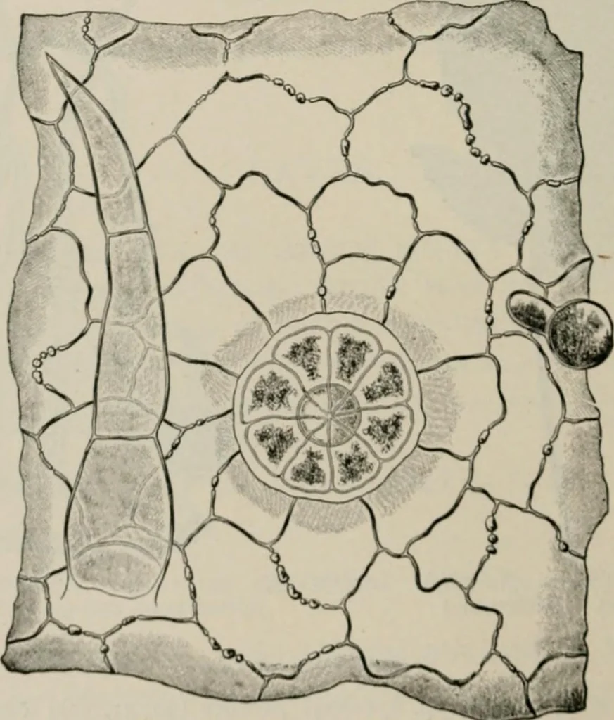 An illustration from The microscopy of vegetable foods, with special reference to the detection of adulteration and the diagnosis of mixtures, 1916, leaf 633