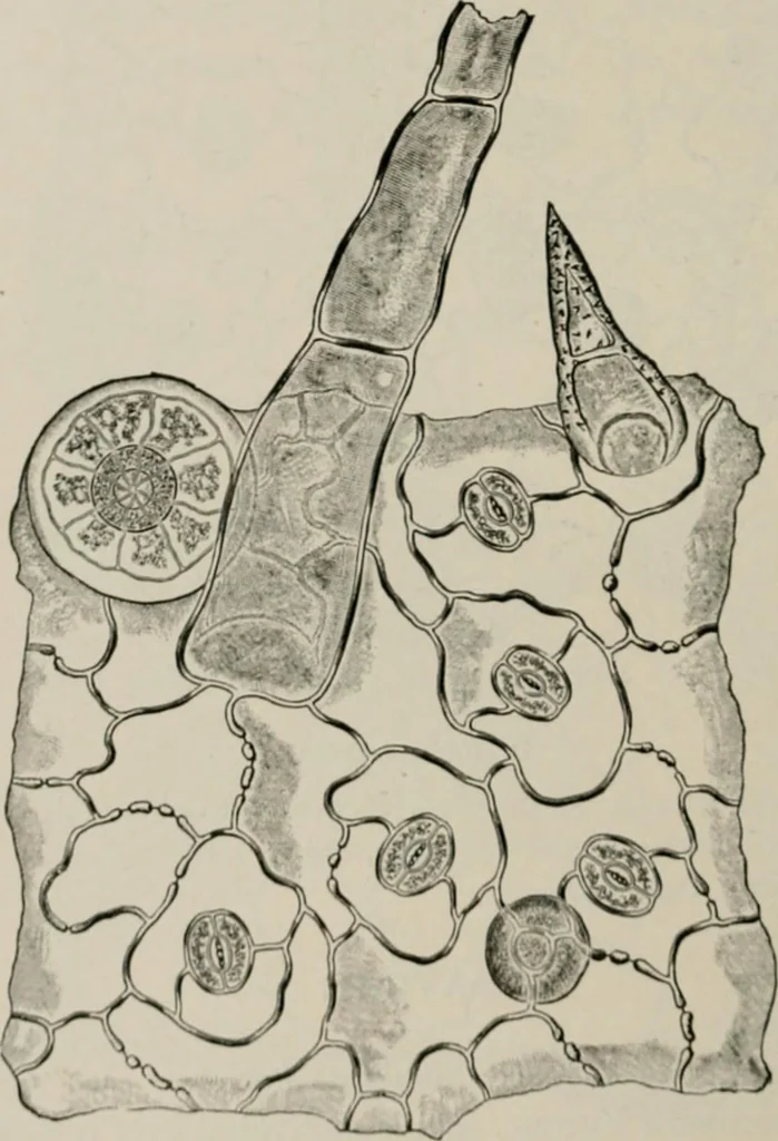 An illustration from The microscopy of vegetable foods, with special reference to the detection of adulteration and the diagnosis of mixtures, 1916, leaf 635