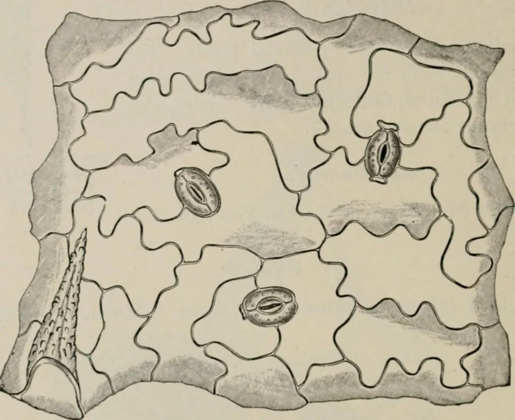 An illustration from The microscopy of vegetable foods, with special reference to the detection of adulteration and the diagnosis of mixtures, 1916, leaf 637