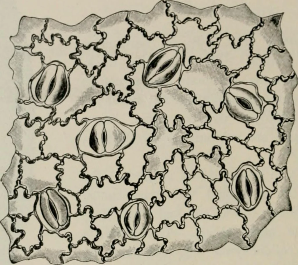 An illustration from The microscopy of vegetable foods, with special reference to the detection of adulteration and the diagnosis of mixtures, 1916, leaf 639