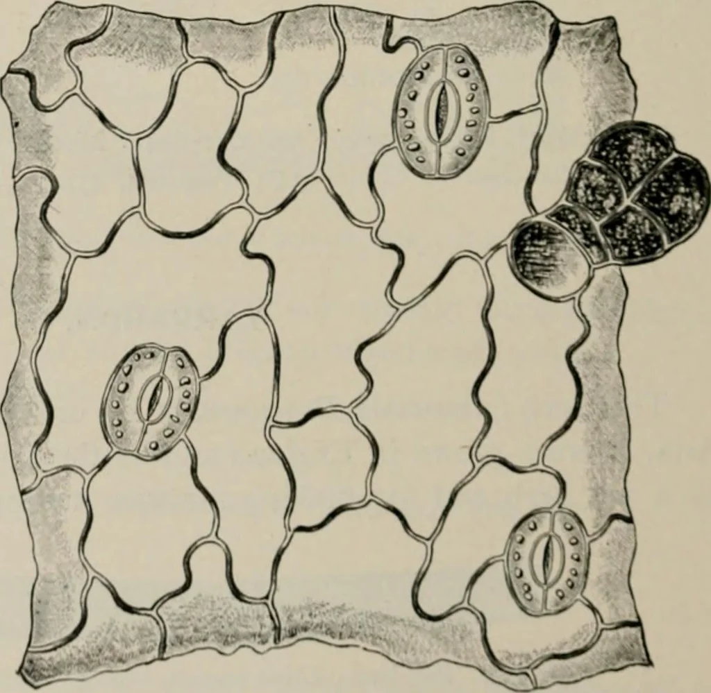 An illustration from The microscopy of vegetable foods, with special reference to the detection of adulteration and the diagnosis of mixtures, 1916, leaf 639