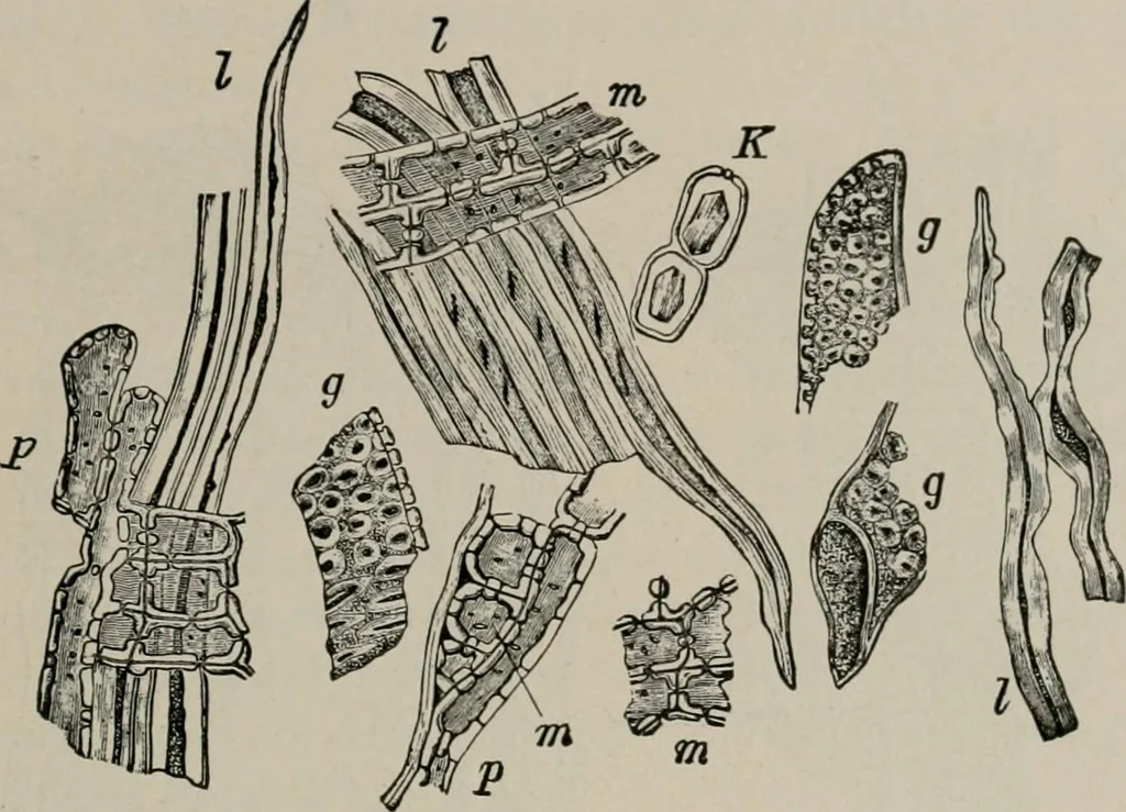 An illustration from The microscopy of vegetable foods, with special reference to the detection of adulteration and the diagnosis of mixtures, 1916, leaf 64