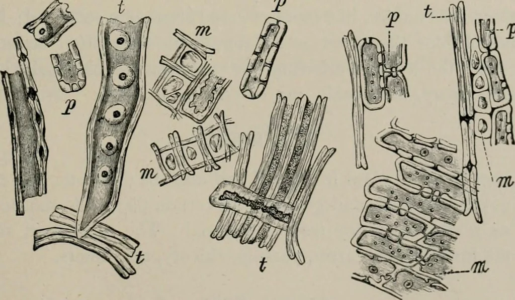 An illustration from The microscopy of vegetable foods, with special reference to the detection of adulteration and the diagnosis of mixtures, 1916, leaf 64