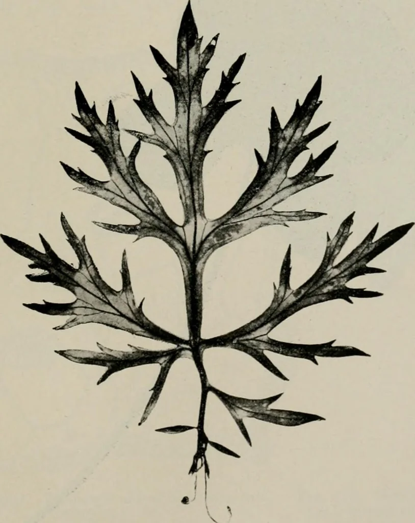 An illustration from The microscopy of vegetable foods, with special reference to the detection of adulteration and the diagnosis of mixtures, 1916, leaf 640