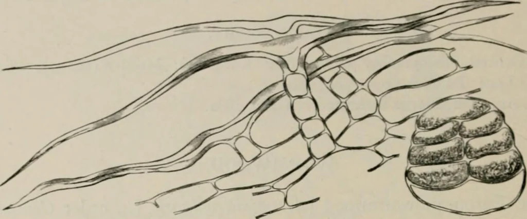 An illustration from The microscopy of vegetable foods, with special reference to the detection of adulteration and the diagnosis of mixtures, 1916, leaf 641