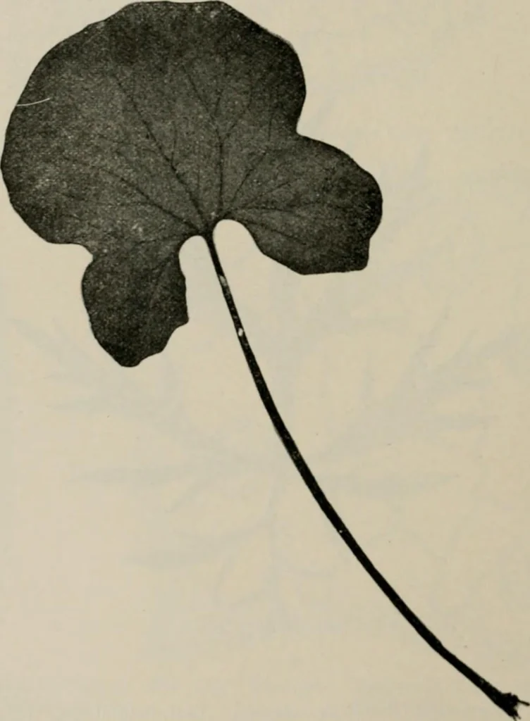 An illustration from The microscopy of vegetable foods, with special reference to the detection of adulteration and the diagnosis of mixtures, 1916, leaf 641
