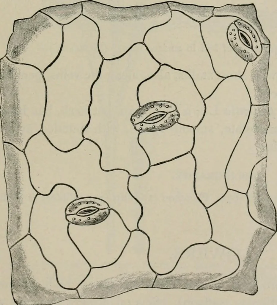 An illustration from The microscopy of vegetable foods, with special reference to the detection of adulteration and the diagnosis of mixtures, 1916, leaf 642