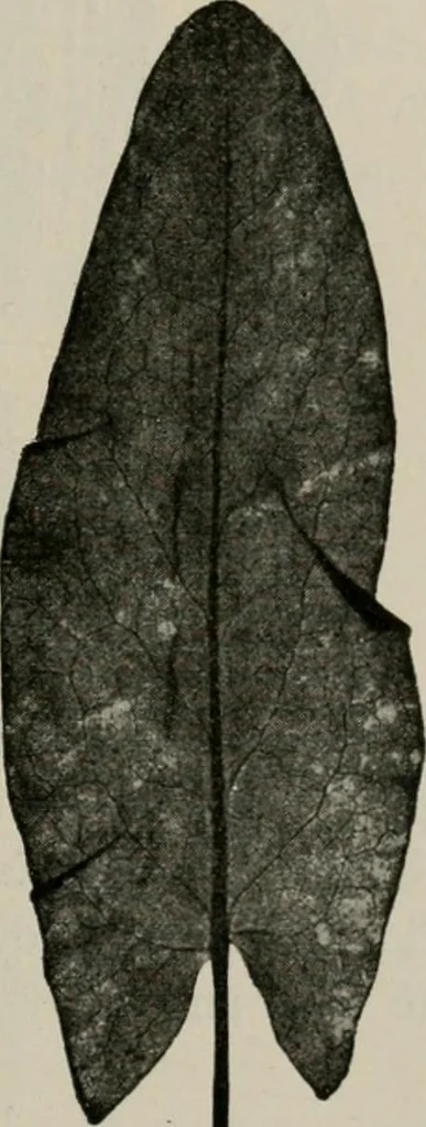 An illustration from The microscopy of vegetable foods, with special reference to the detection of adulteration and the diagnosis of mixtures, 1916, leaf 642