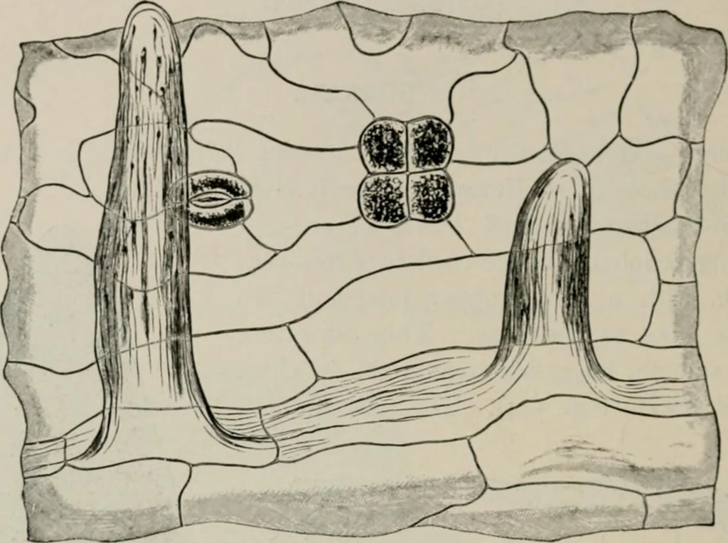 An illustration from The microscopy of vegetable foods, with special reference to the detection of adulteration and the diagnosis of mixtures, 1916, leaf 643