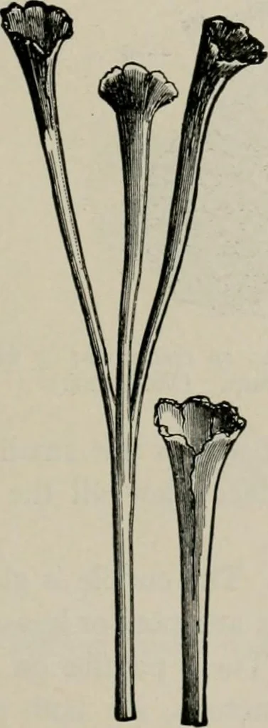 An illustration from The microscopy of vegetable foods, with special reference to the detection of adulteration and the diagnosis of mixtures, 1916, leaf 644