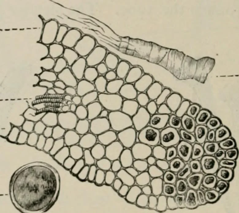 An illustration from The microscopy of vegetable foods, with special reference to the detection of adulteration and the diagnosis of mixtures, 1916, leaf 645