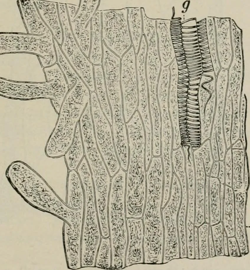 An illustration from The microscopy of vegetable foods, with special reference to the detection of adulteration and the diagnosis of mixtures, 1916, leaf 646